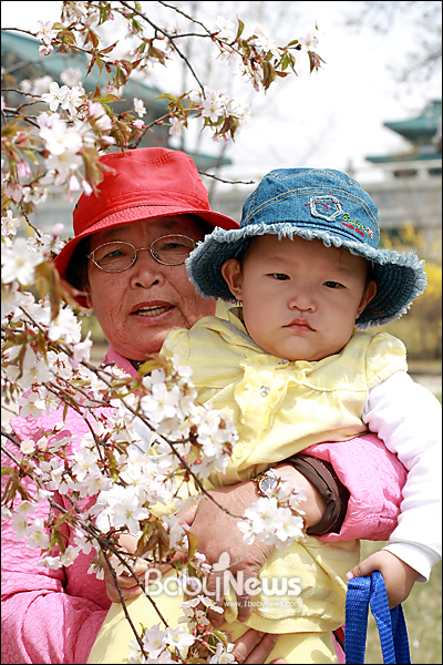 베이비뉴스 이기태 기자 = 올해로 74세인 외할머니 품에 안겨 벚꽃나무 곁에서 사진을 담고 있는 서영이. likitae@ibabynews.com ⓒ베이비뉴스