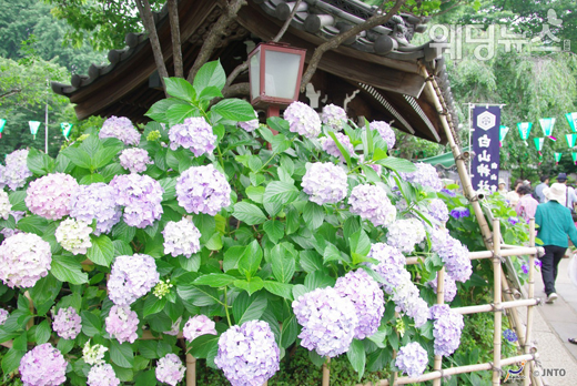 6월의 일본은 수국이 한창이다. 사진은 도쿄 도 분쿄 구에 있는 하쿠산 신사의 수국. 6월에 가장 볼 만하며 약 3000그루의 수국이 피어 색을 뽐낸다. ⓒJNTO