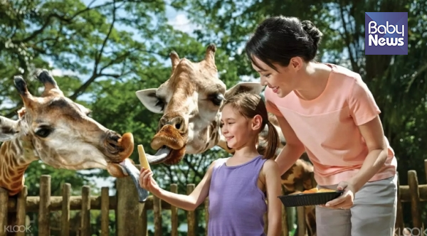 싱가포르 동물원에는 300종이 넘는 2800여 마리 동물이 자연친화적 환경에서 살고 있다. ⓒ클룩
