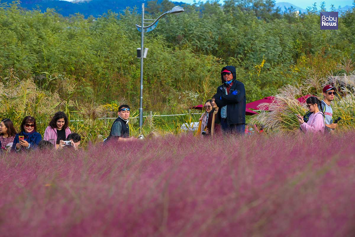 서울억새축제가 열리고 있는 하늘공원 내 핑크뮬리밭 최근 사진을 찍기 위한 과도한 행동으로 핑크뮬리가 훼손되자 감시활동을 벌이고 있다. 김재호 기자 ⓒ베이비뉴스