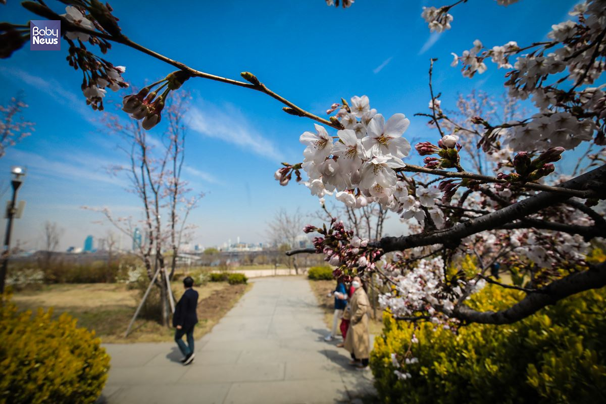 서울 영등포구 국회 뒤편 여의서로 벚꽃길을 시민들이 걷고 있다. 김재호 기자 ⓒ베이비뉴스