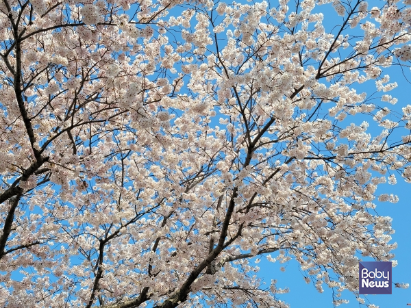 완연한 제주의 봄. 벚꽃 너머 봄이 오는 소식이 들린다. ​ⓒ김재원​