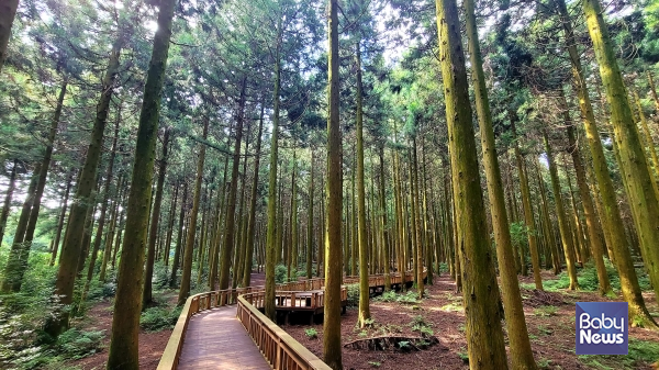 여행객들로부터 꾸준하게 사랑받고 있는 '사려니숲길'. ⓒ김재원