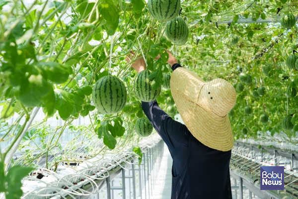 7월 25일부터 8월 2일까지 강북구 스마트팜 재배단지에서 애플수박 수확 체험이 운영된다. ⓒ강북구