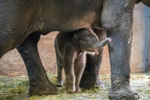 서울어린이대공원 “23년 만에 탄생한 아기코끼리 ‘코리’ 보러 오세요”