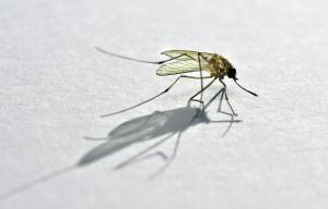 지구 망해도 모기·바퀴벌레는 살아? 빅데이터는 잡는다