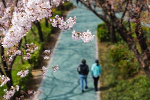 봄, 벚꽃길 산책