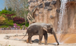 어린이대공원 터줏대감 코끼리 '태산이' 숨져