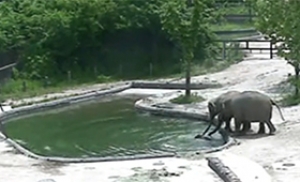 '물에 빠진 아기 코끼리를 구하라!' 코끼리 육아 영상 화제